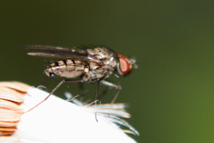 Leucophora