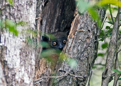 Lepilemur hubbardorum