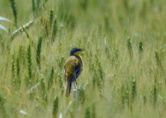 Motacilla flava flava