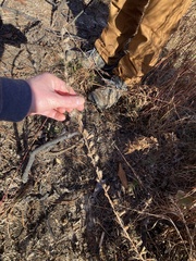 Liatris microcephala