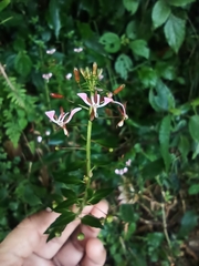 Lopezia racemosa