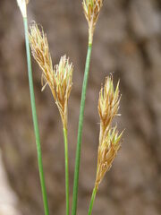 Carex davyi
