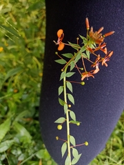 Lopezia racemosa