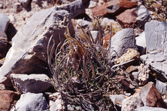 Echinofossulocactus lloydii