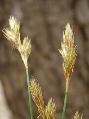 Carex davyi
