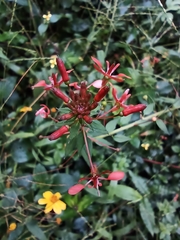 Lopezia racemosa