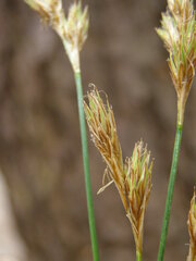 Carex davyi