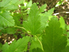 Ribes punctatum