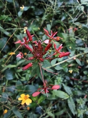 Lopezia racemosa