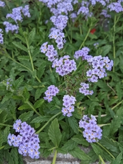 Heliotropium amplexicaule