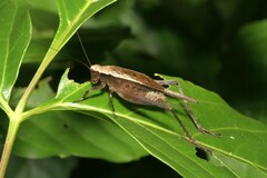 Eneoptera