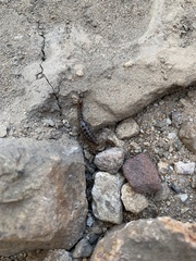 Superstitionia donensis