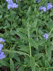 Heliotropium amplexicaule