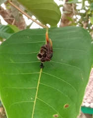 Polistes sagittarius