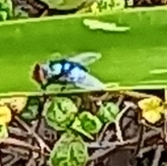 Chrysomya marginalis