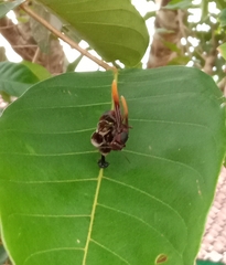 Polistes sagittarius