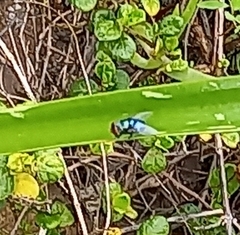 Chrysomya marginalis