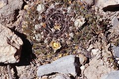 Mammillaria meiacantha