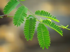 Polyura bharata