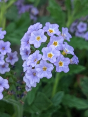 Heliotropium amplexicaule