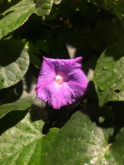 Ipomoea indica