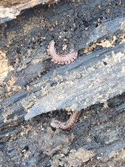 Pseudopolydesmus