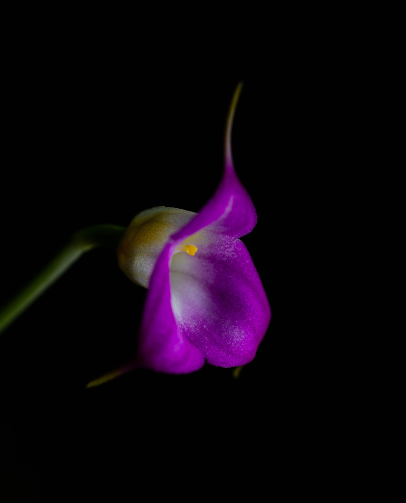 Masdevallia uniflora