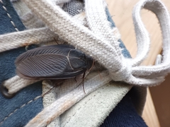 Polyphaga aegyptiaca