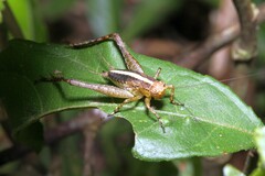 Eneoptera