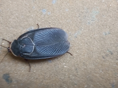 Polyphaga aegyptiaca
