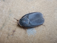 Polyphaga aegyptiaca