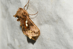 Autographa bimaculata