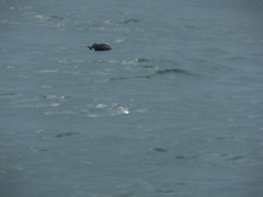 Synthliboramphus antiquus