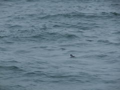 Synthliboramphus antiquus