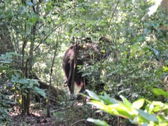 Loxodonta