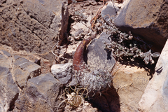Neolloydia conoidea