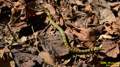 Rhabdophis tigrinus