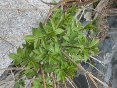 Sambucus williamsii