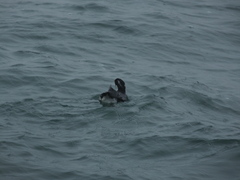 Synthliboramphus antiquus