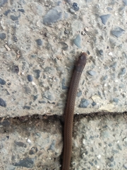 Tantilla melanocephala