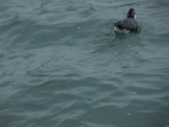 Synthliboramphus antiquus