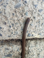 Tantilla melanocephala