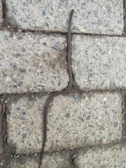 Tantilla melanocephala