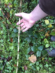 Equisetum telmateia telmateia