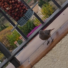 Phoenicurus ochruros