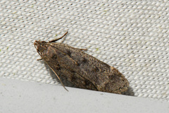 Anacampsis