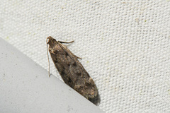 Anacampsis