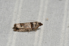 Notocelia culminana