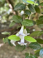 Rhaphithamnus spinosus