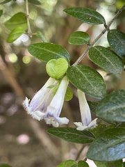 Rhaphithamnus spinosus